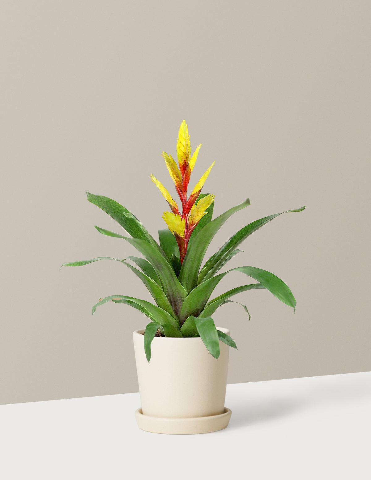 Bromeliad Vriesea Evita Yellow