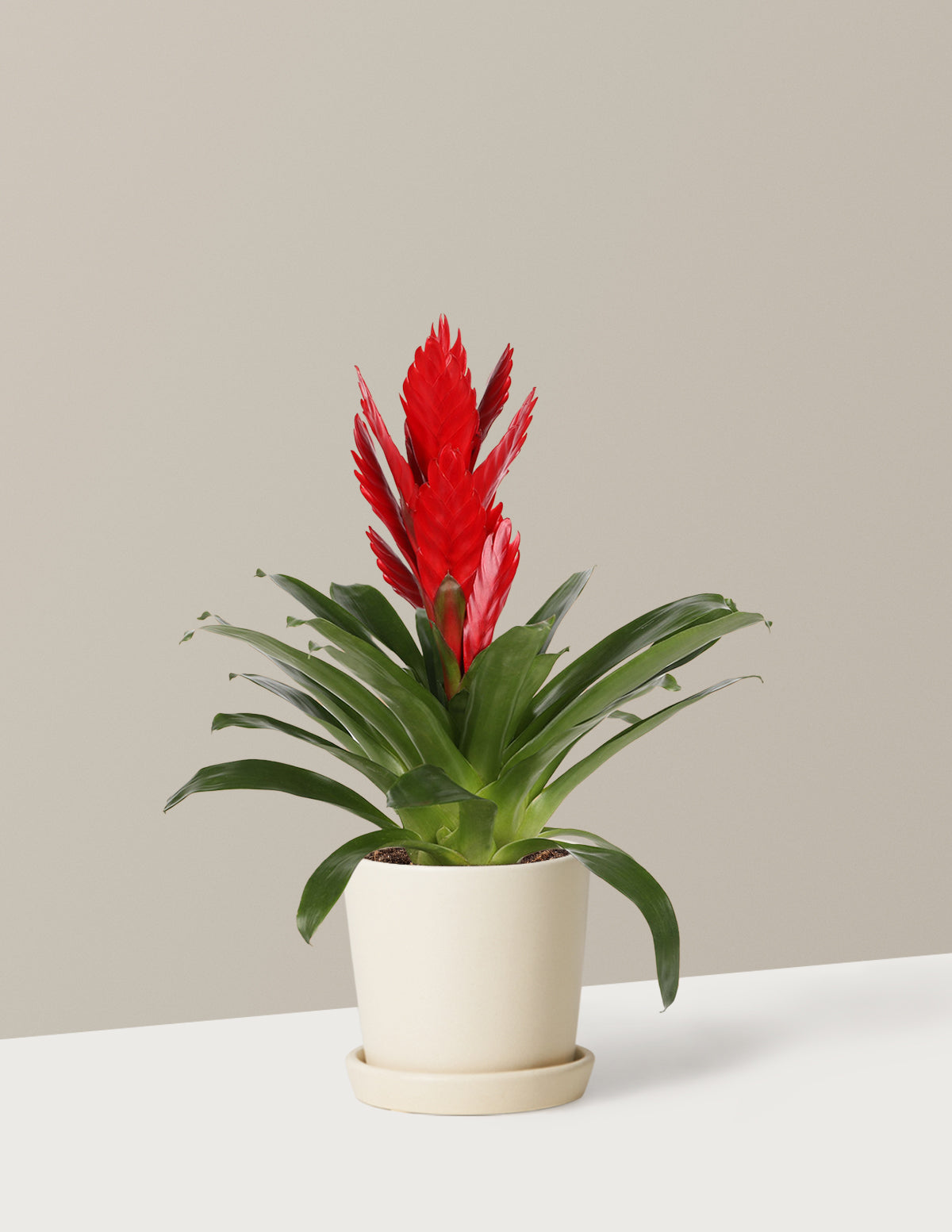 house plant with big red flowers Bromeliad Vriesea Intenso Red Houseplant - Small (10"-16" tall) Grow Pot