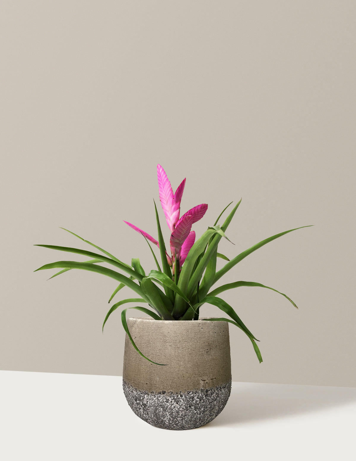 Bromeliad Antonio Pink