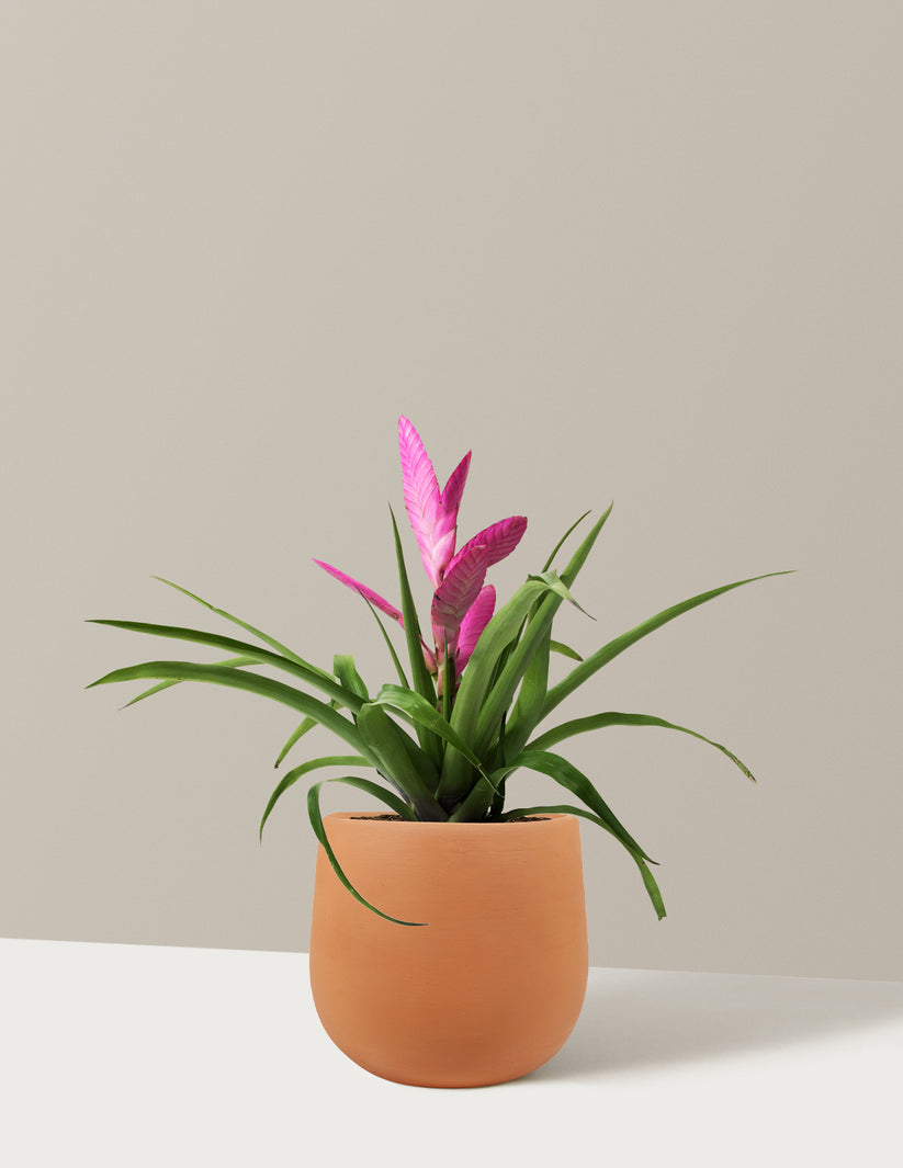 Bromeliad Antonio Pink Flowering Houseplants For Delivery The Sill bromeliad-antonio-pink-flowering-houseplants-for-delivery-the-sill