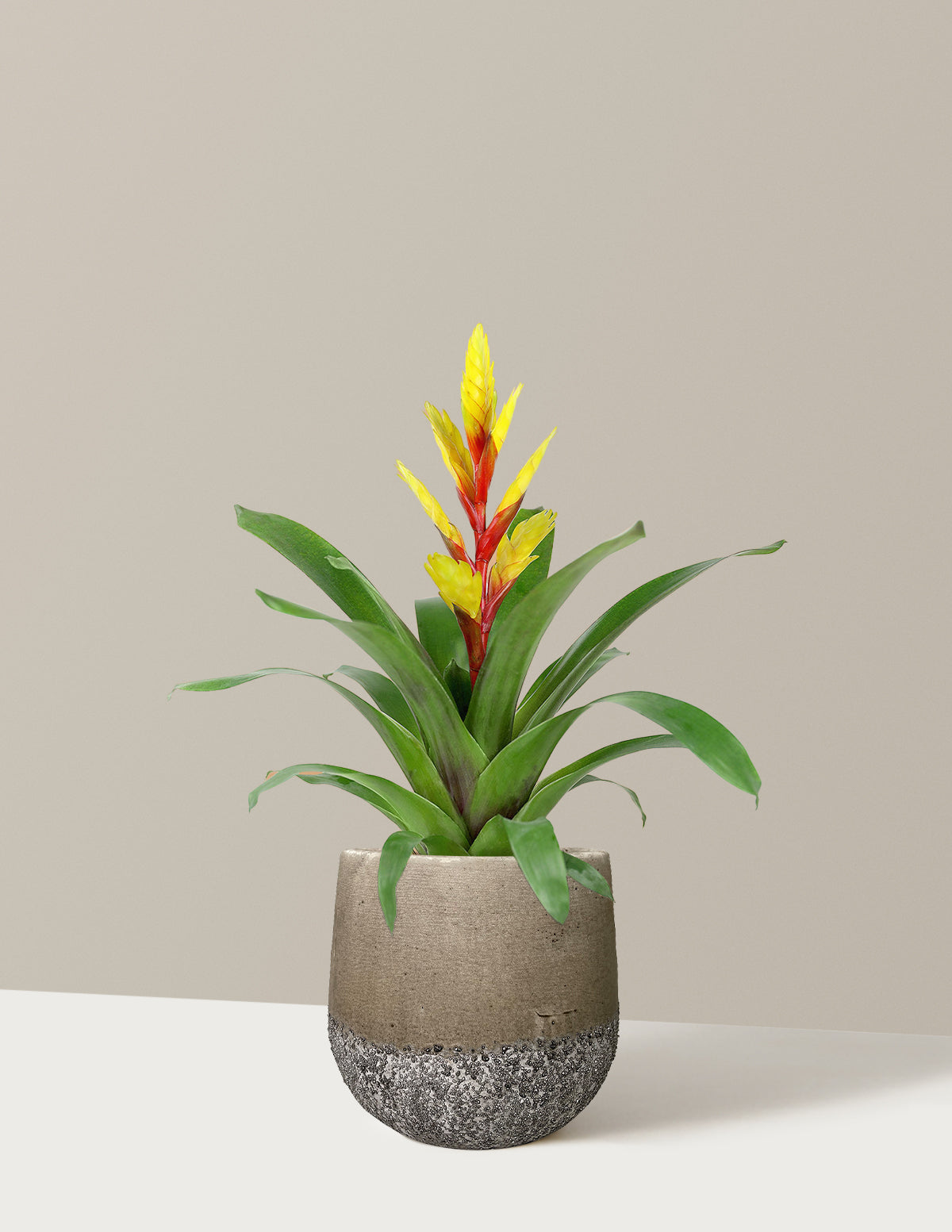 Bromeliad Vriesea Evita Yellow