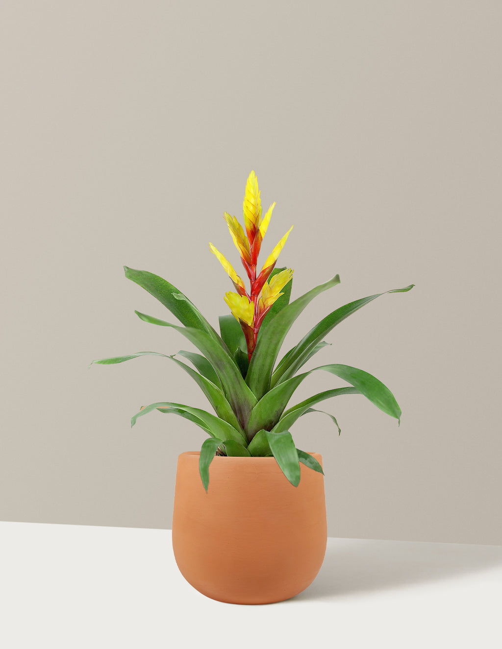 bundle | Small | Raven | Terracotta