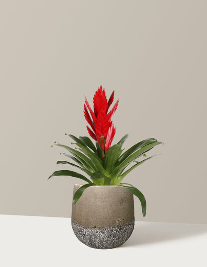 Bromeliad Vriesea Intenso Red