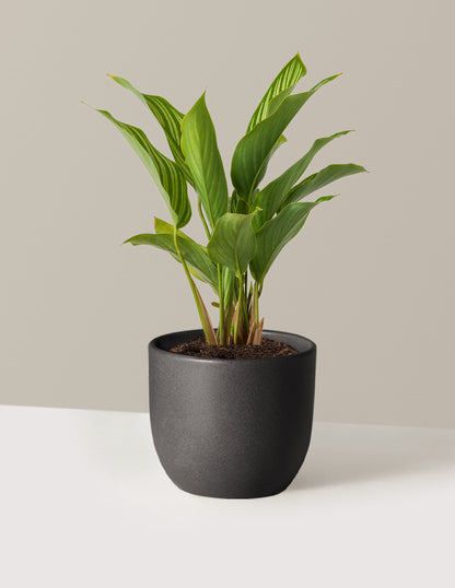 Calathea Vittata