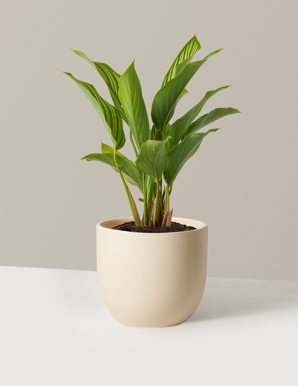 Calathea Vittata