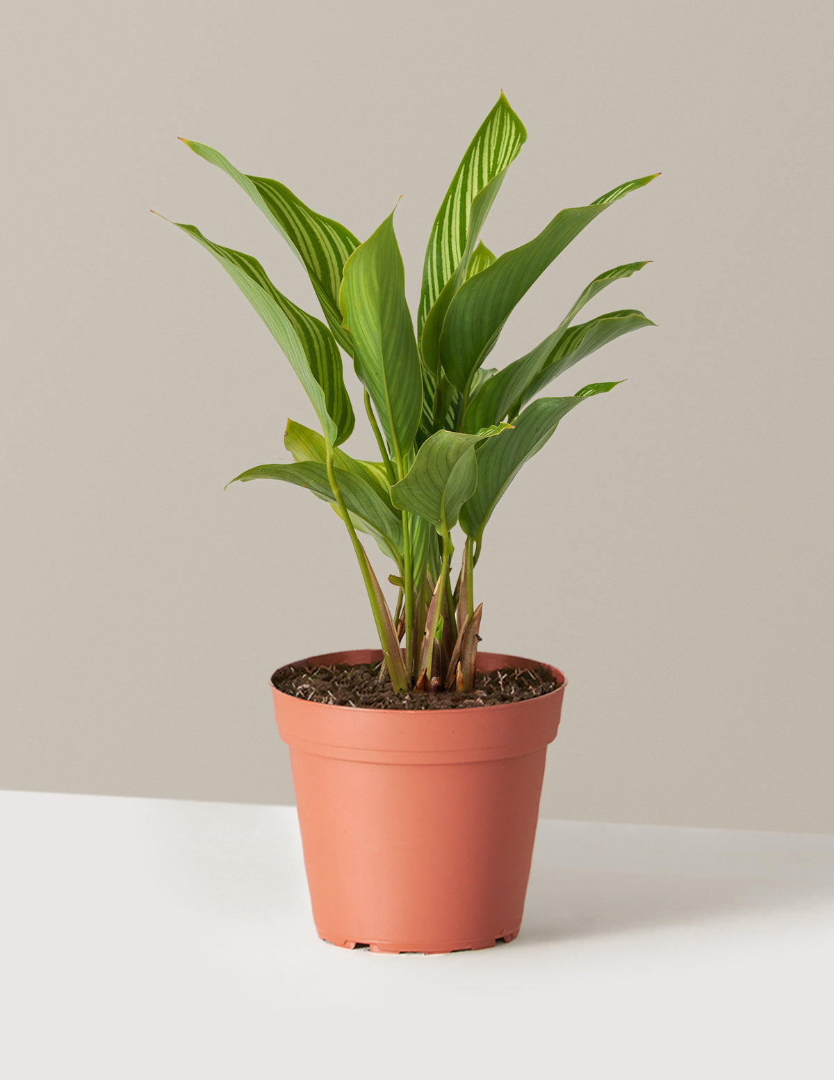 Calathea Vittata