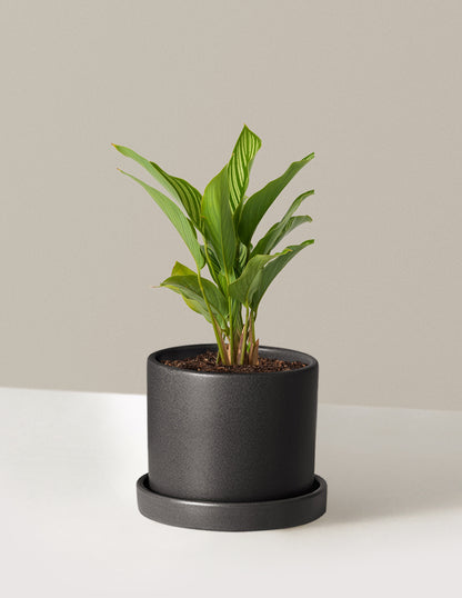 Calathea Vittata