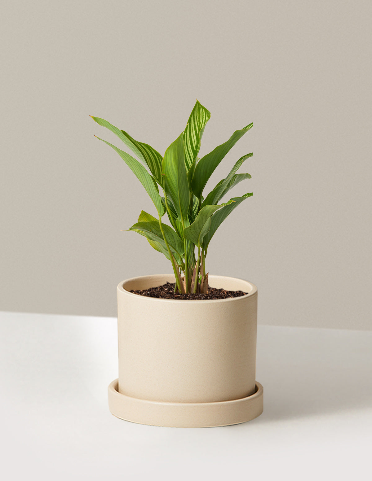 Calathea Vittata