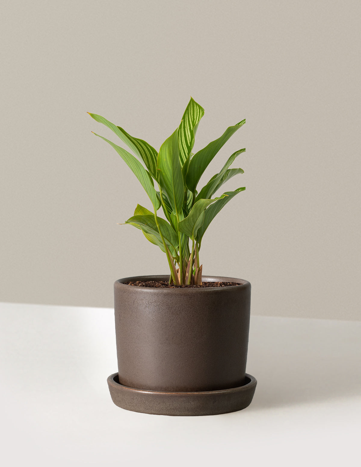 Calathea Vittata