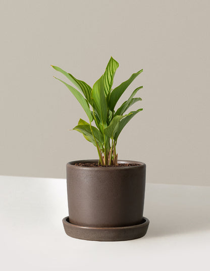 Calathea Vittata