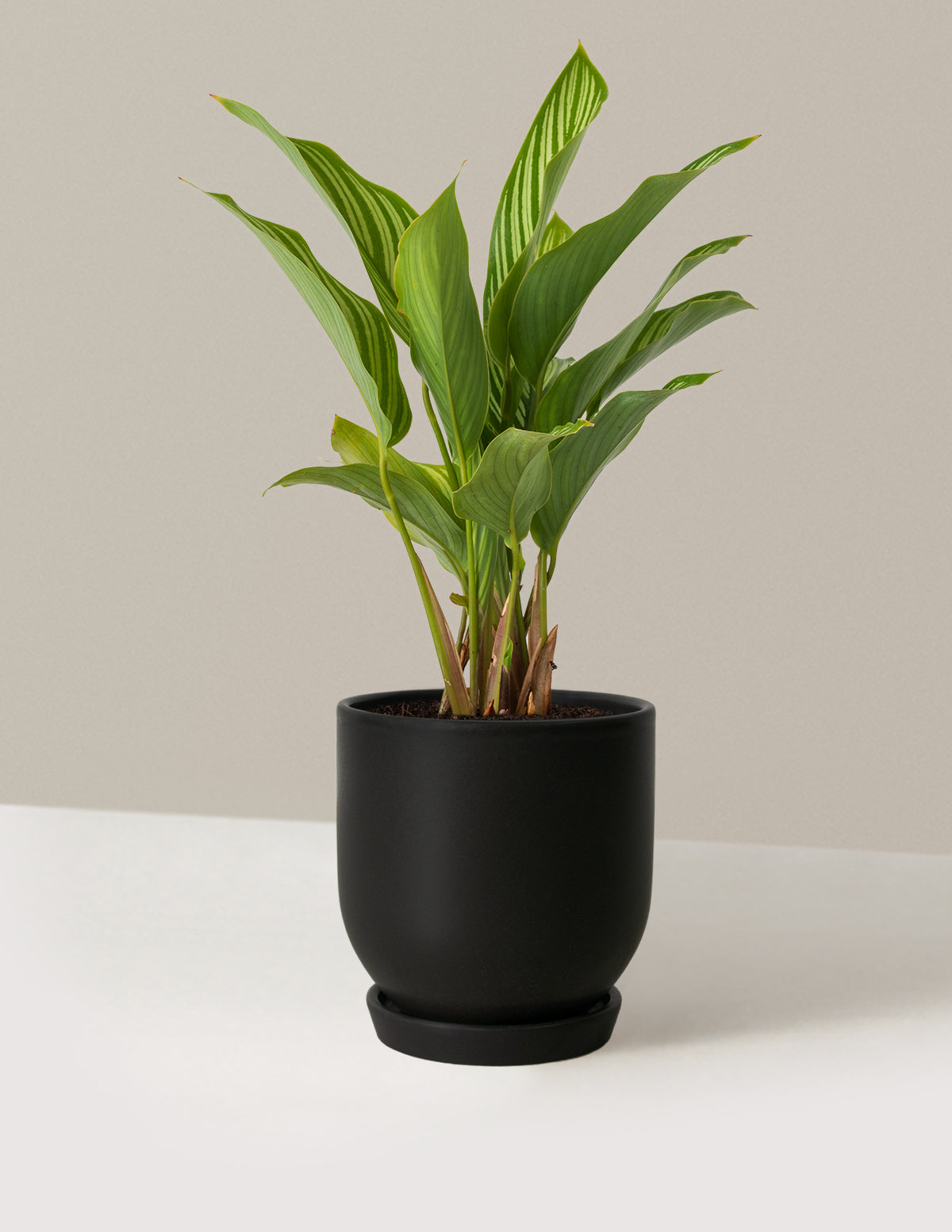 Calathea Vittata