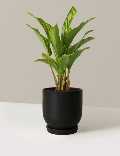 Calathea Vittata