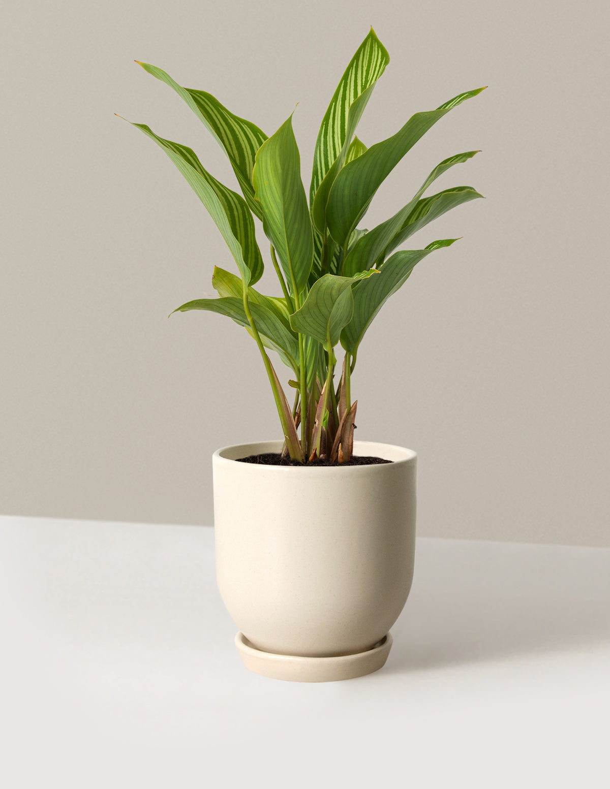 Calathea Vittata