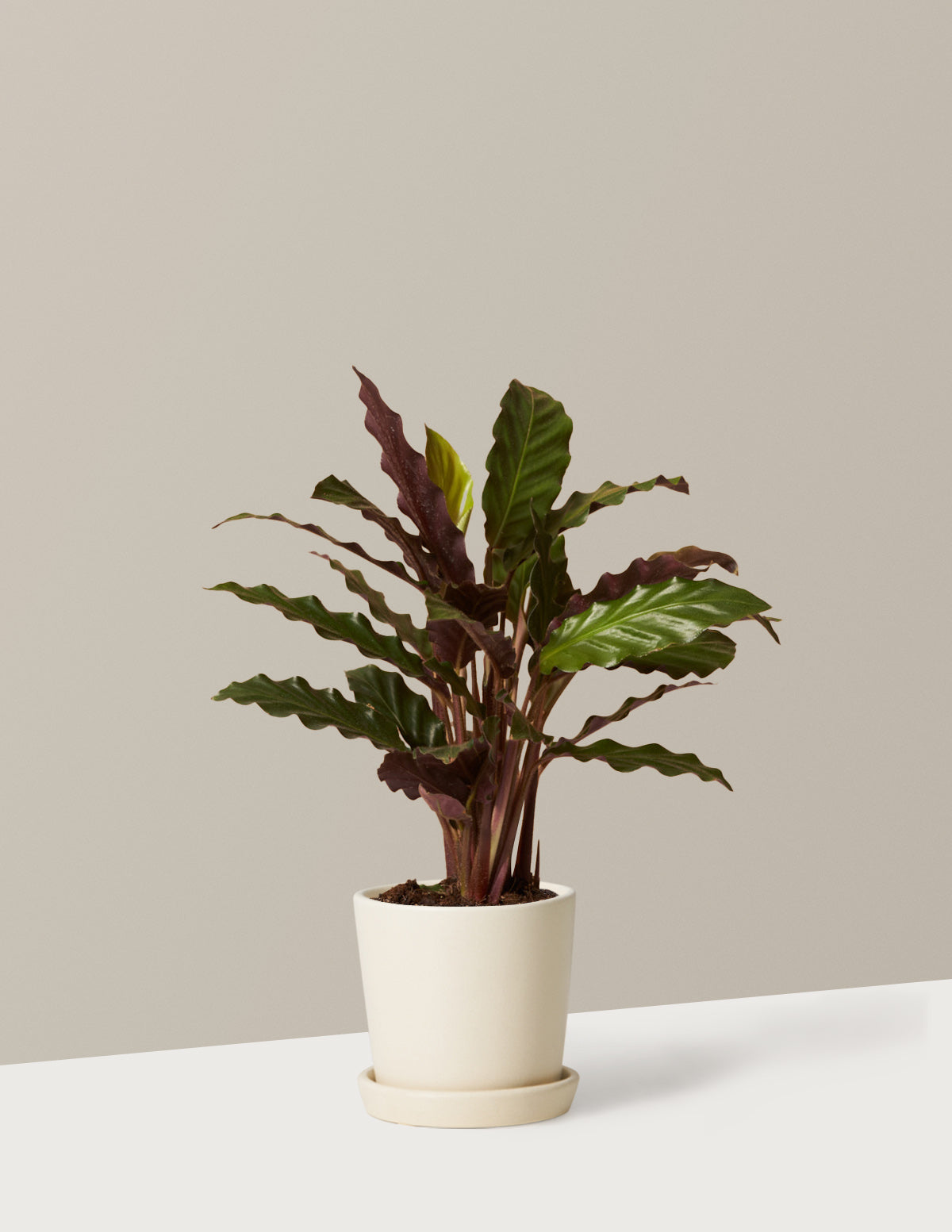 Calathea Wavestar