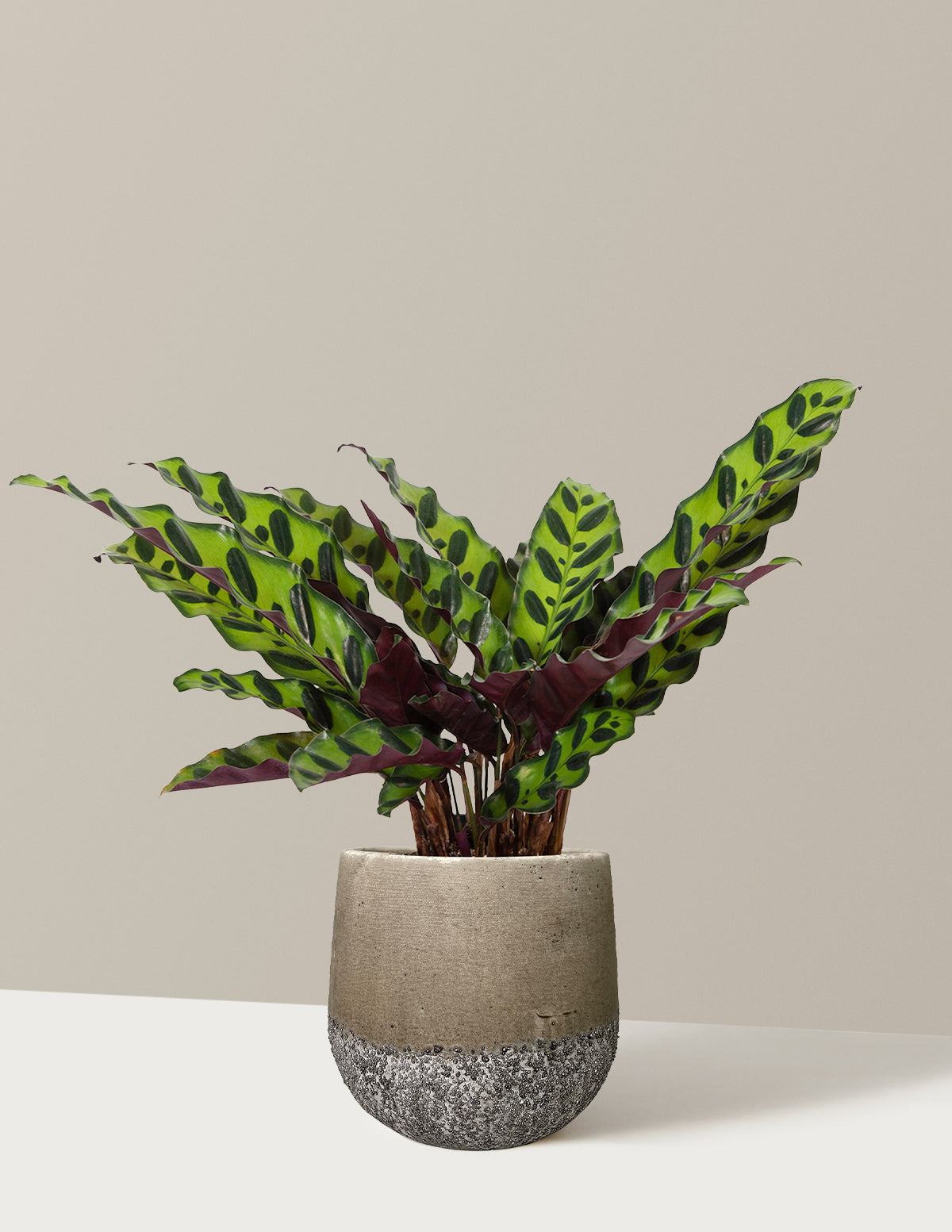 Calathea Rattlesnake