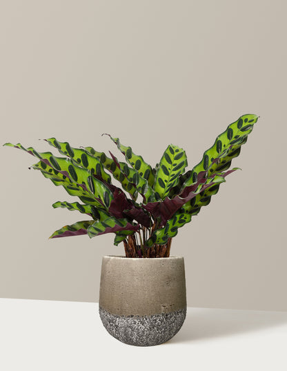 Calathea Rattlesnake
