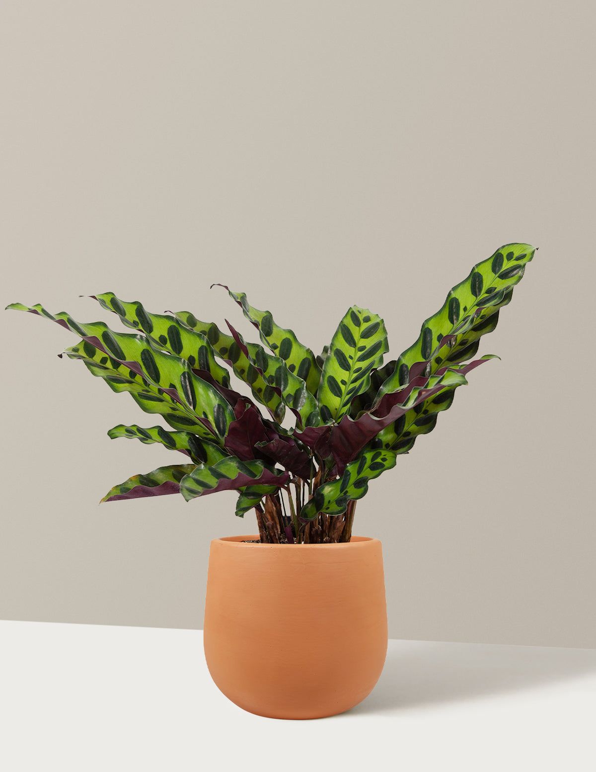 bundle | Small | Raven | Terracotta
