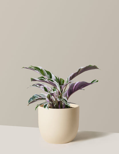 Calathea White Fusion