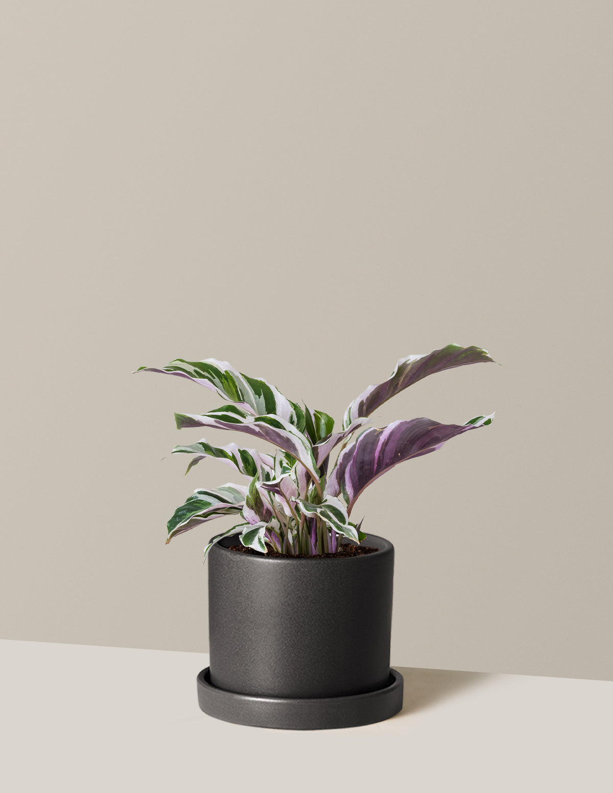 Calathea White Fusion