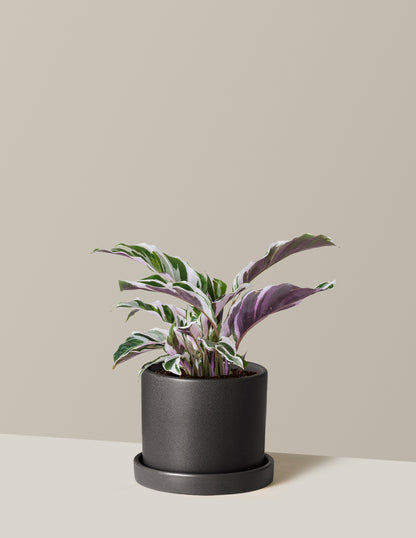 Calathea White Fusion