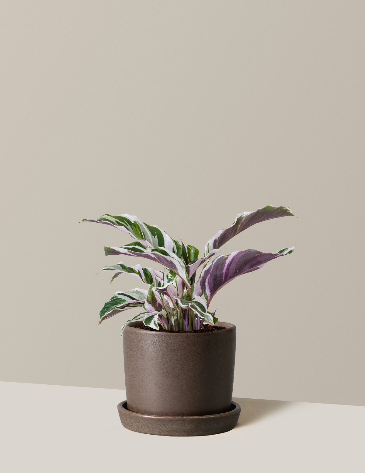 Calathea White Fusion