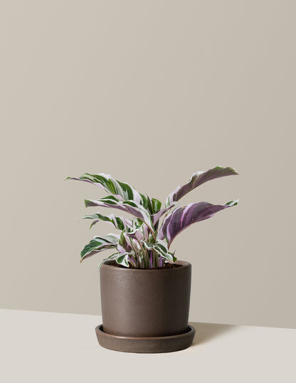 Calathea White Fusion