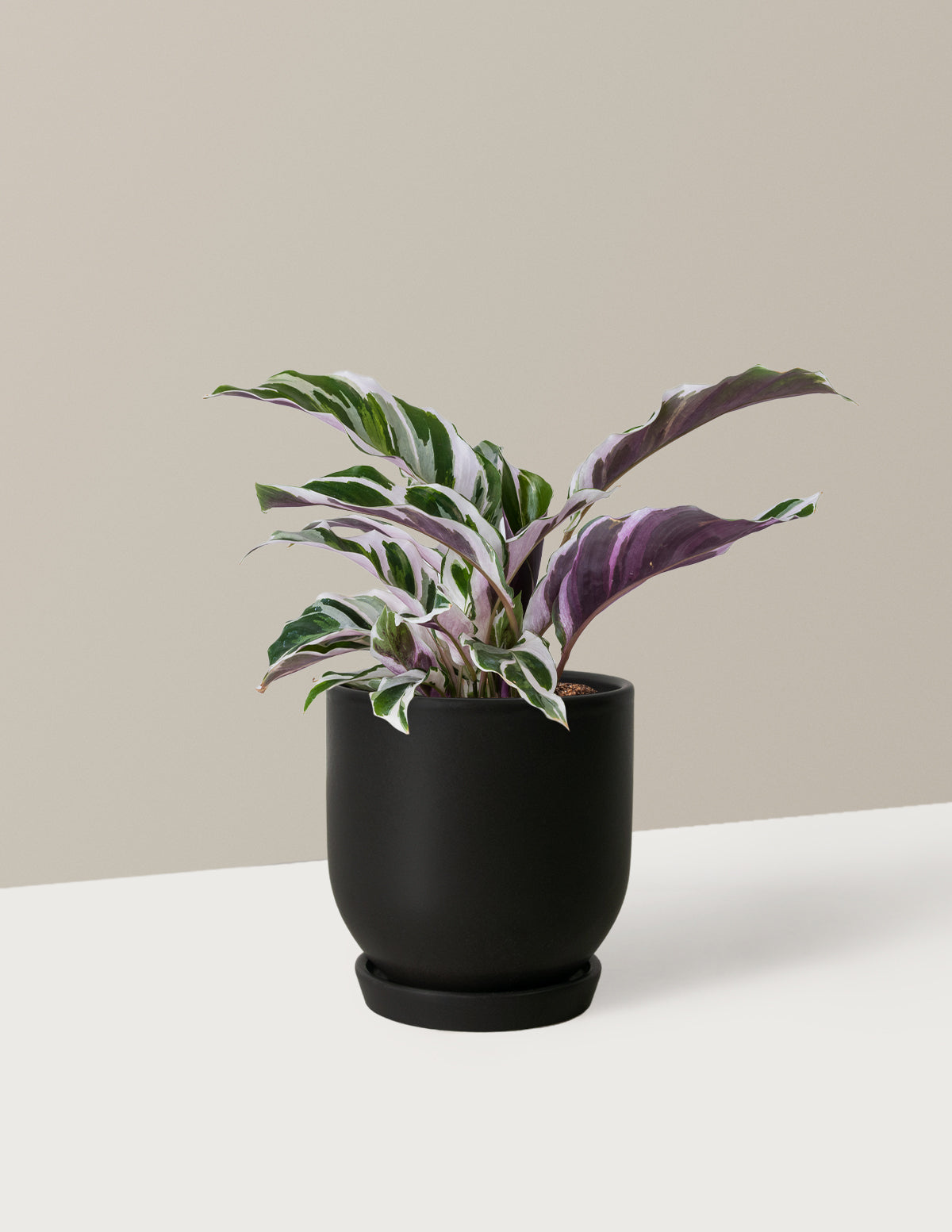 Calathea White Fusion
