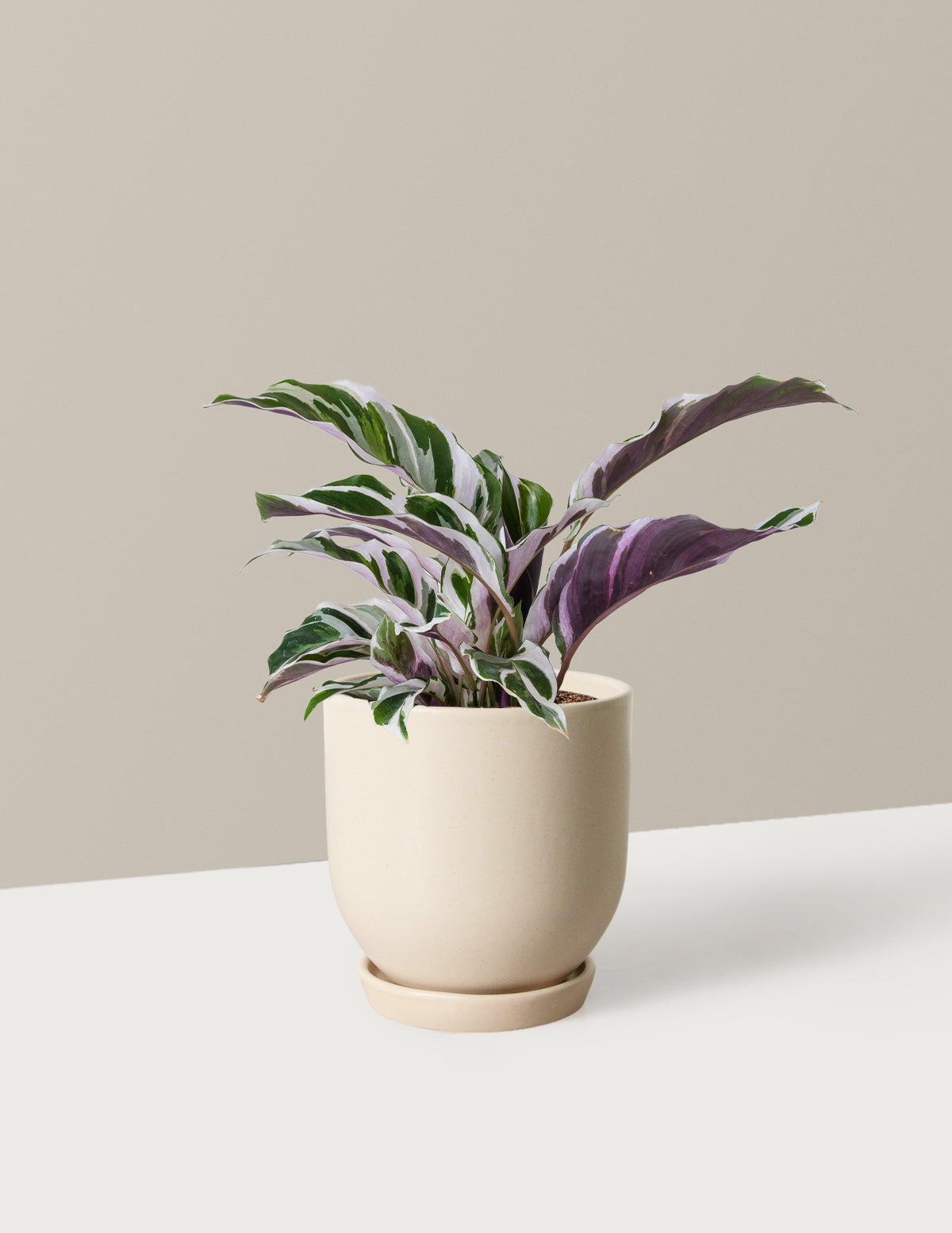 Calathea White Fusion