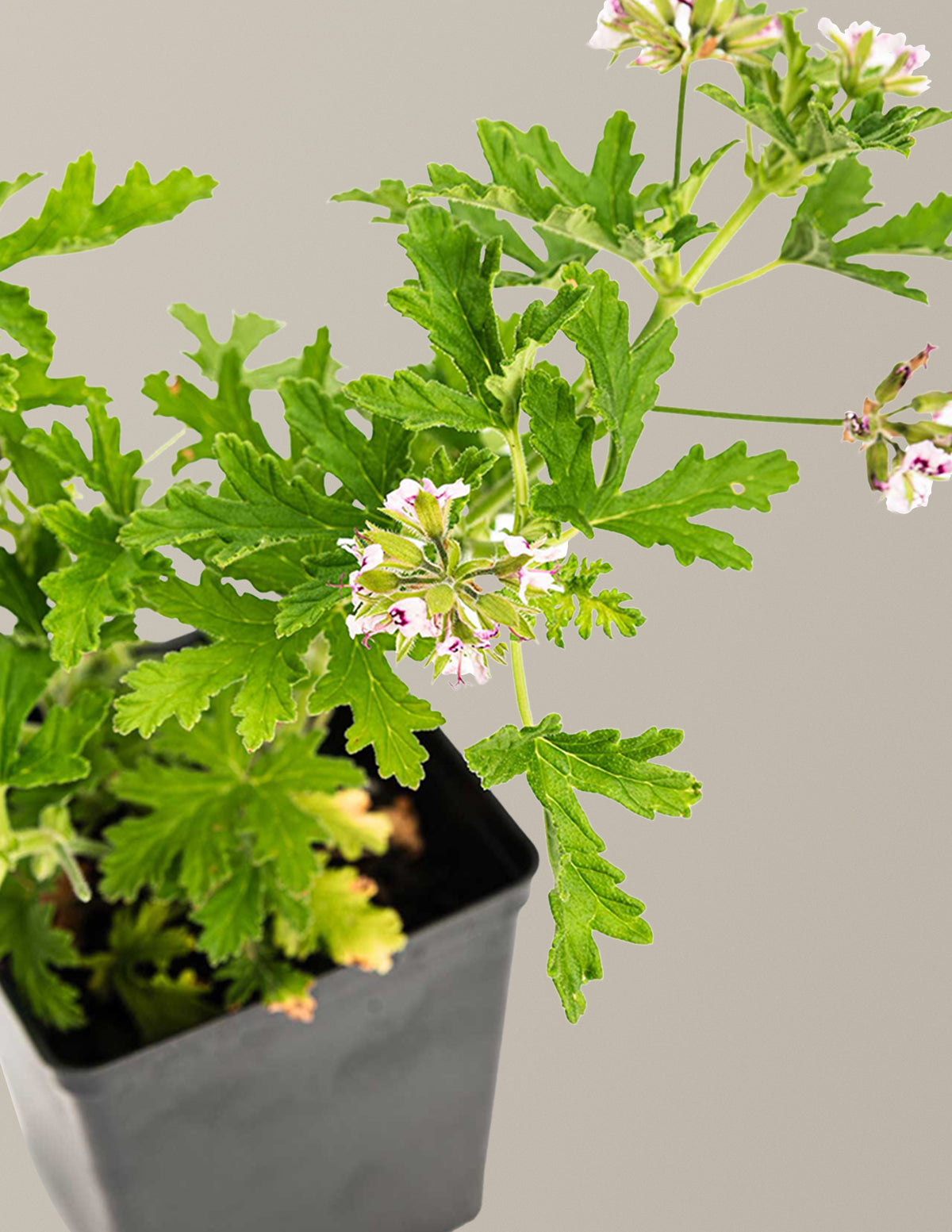 is citronella an indoor plant Citronella Bush