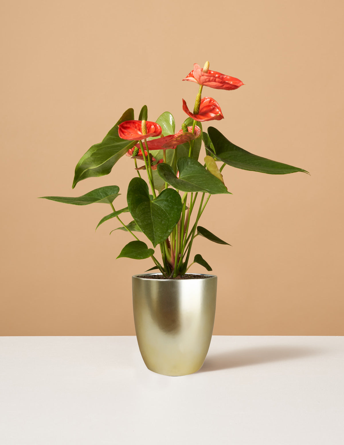 Anthurium