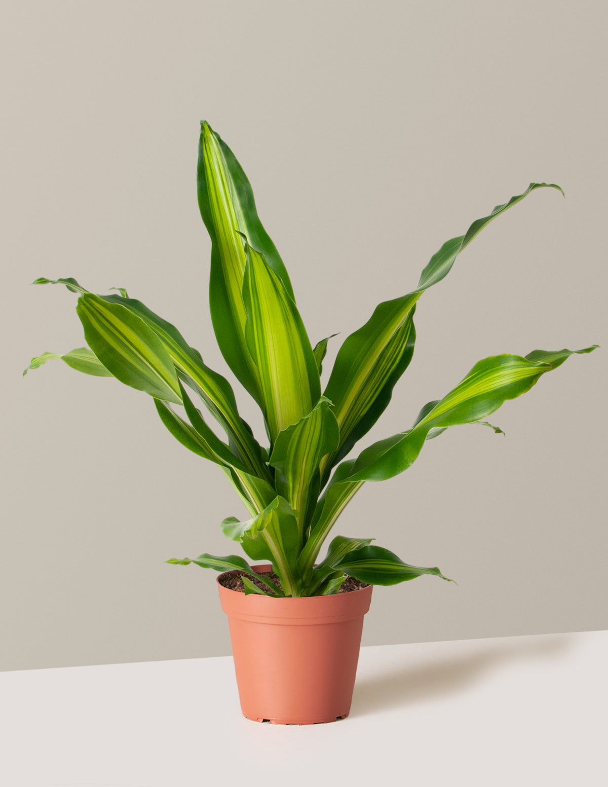 bundle | Small | Grow Pot