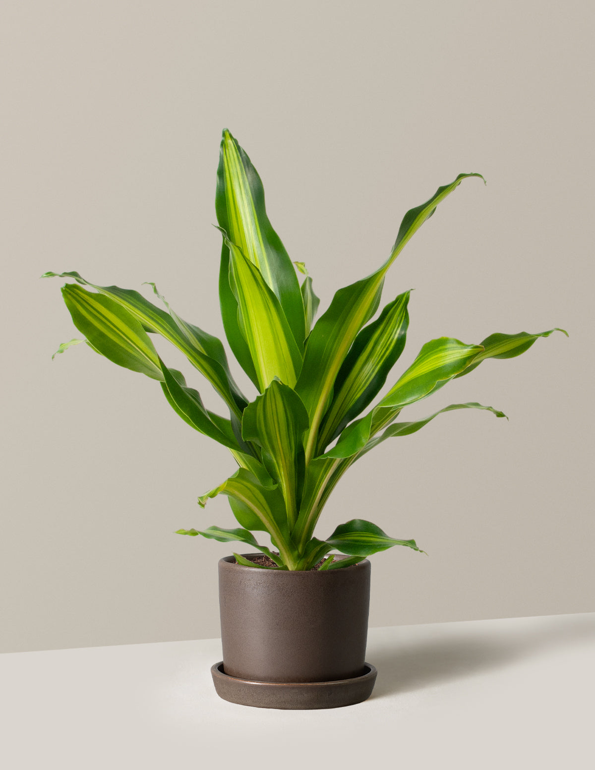 dracaena giganta plant Dracaena Giganta