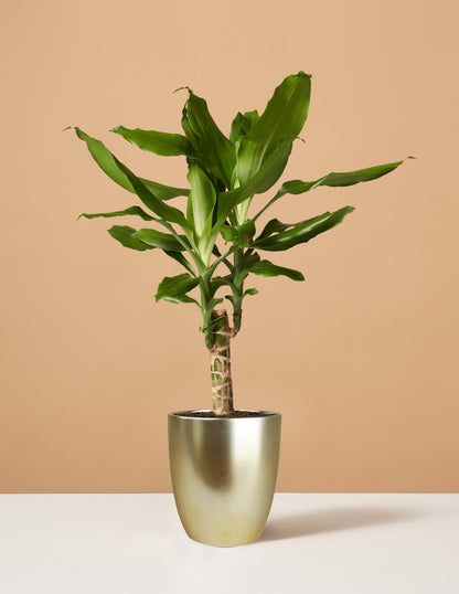 bronze dracaena Dracaena Cane Green | Houseplants for Delivery