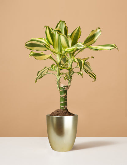 Dracaena Fragrans Sol