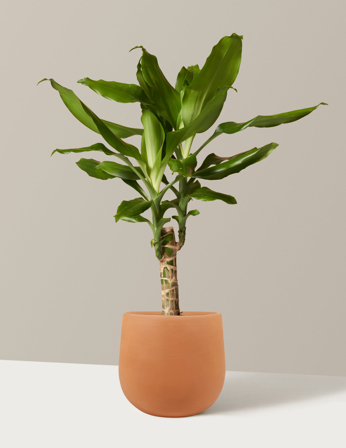 bundle | Small | Raven | Terracotta