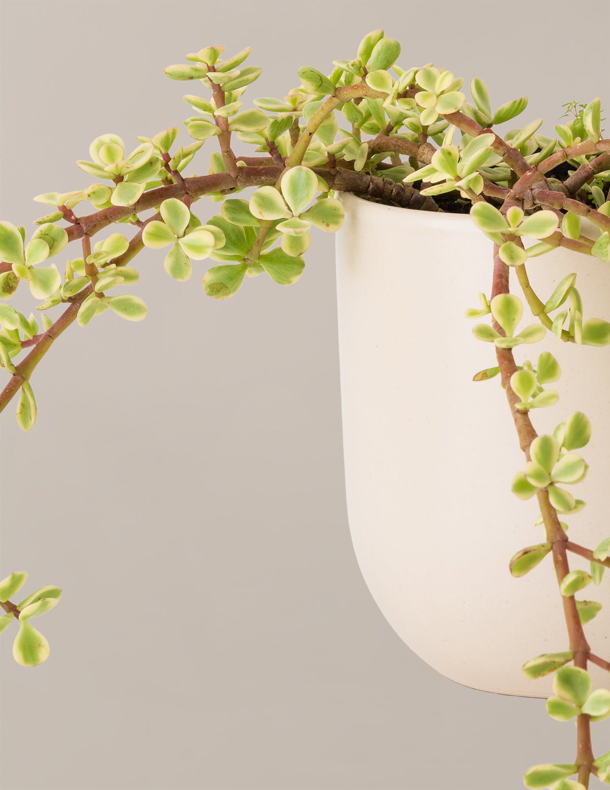 elephant succulents Variegated Elephant Bush Prosperity Plant with Planter - Small (10-12" tall) Olive Planter