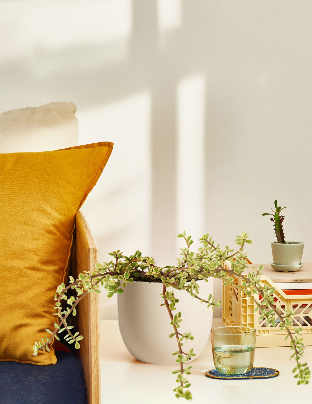 Variegated Elephant Bush Prosperity Plant