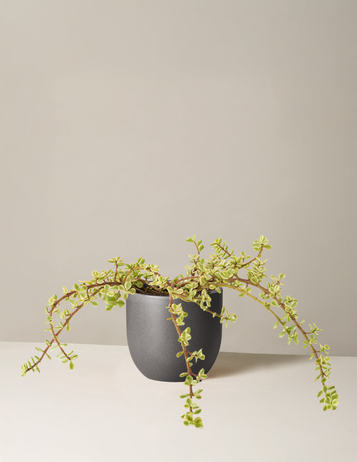 Variegated Elephant Bush Prosperity Plant