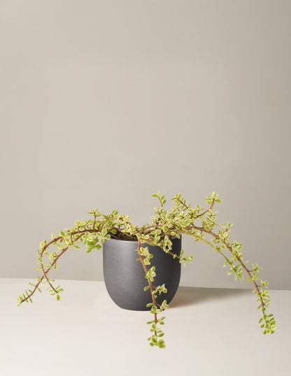 Variegated Elephant Bush Prosperity Plant