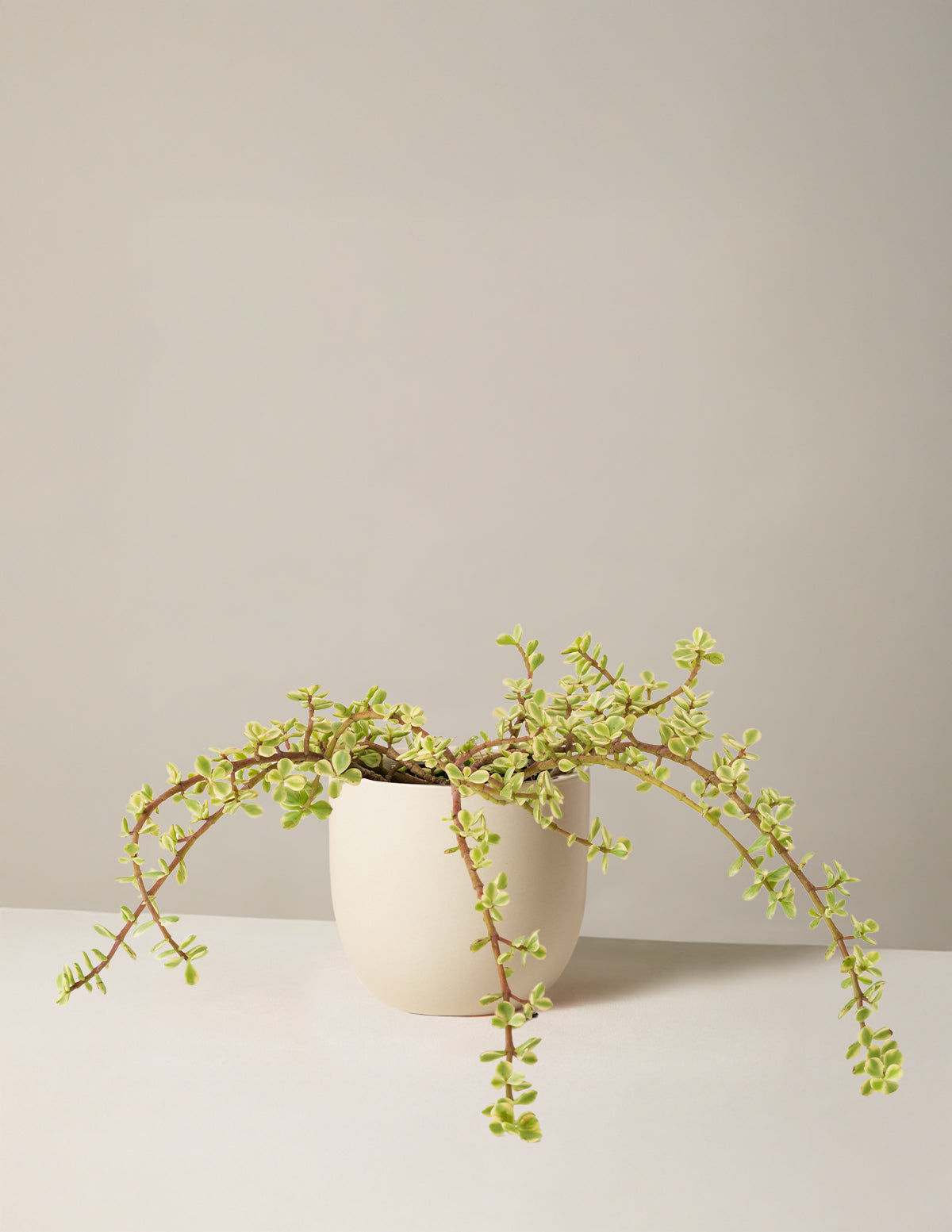 Variegated Elephant Bush Prosperity Plant