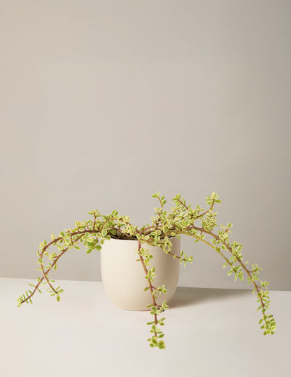 Variegated Elephant Bush Prosperity Plant