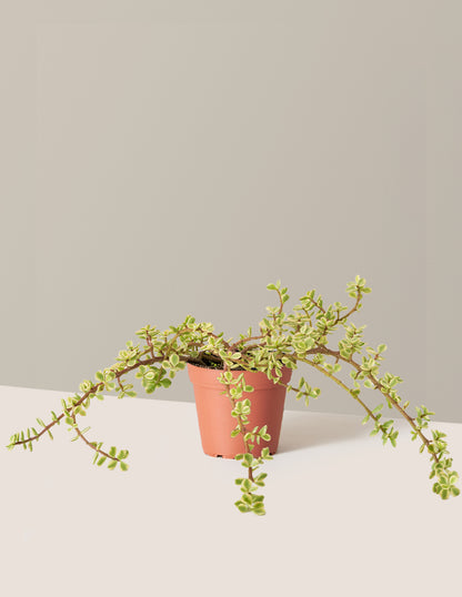 Variegated Elephant Bush Prosperity Plant