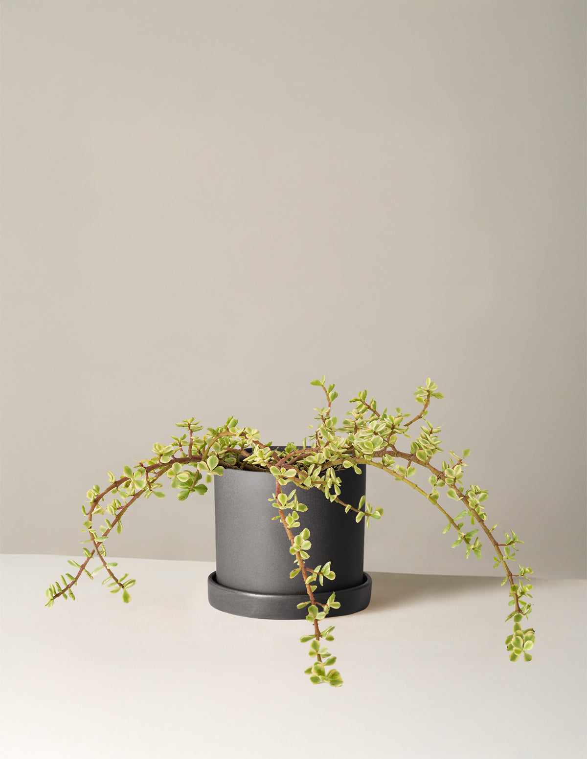 Variegated Elephant Bush Prosperity Plant