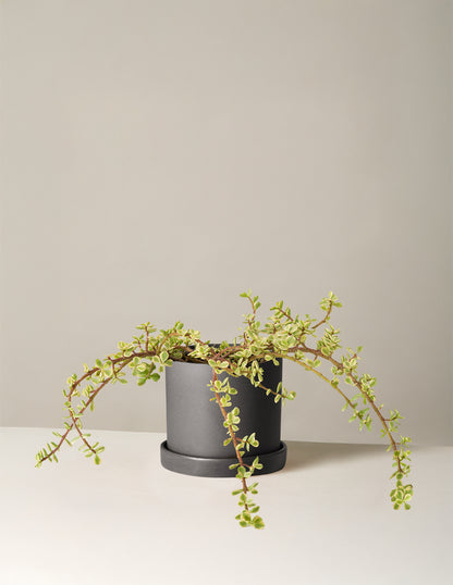 Variegated Elephant Bush Prosperity Plant