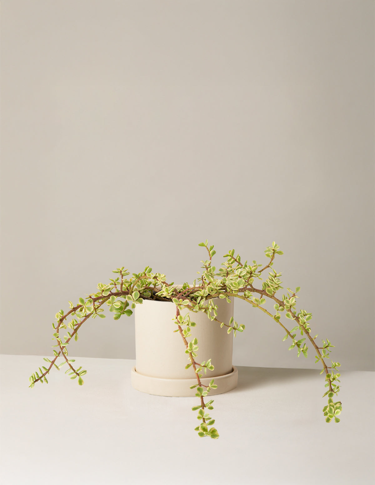 Variegated Elephant Bush Prosperity Plant