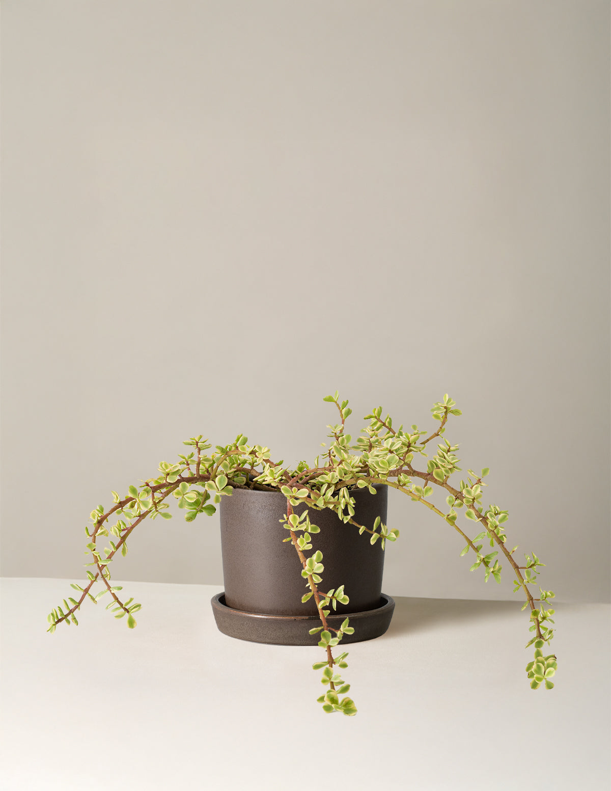 Variegated Elephant Bush Prosperity Plant