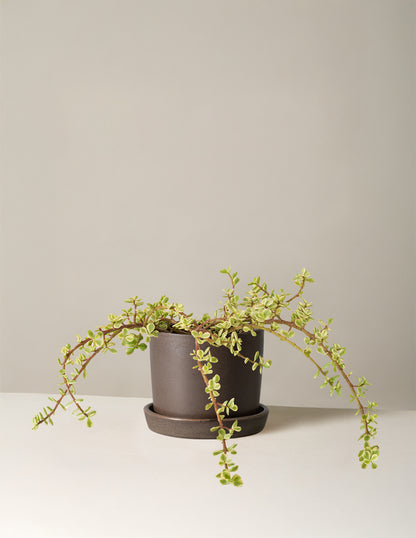 Variegated Elephant Bush Prosperity Plant