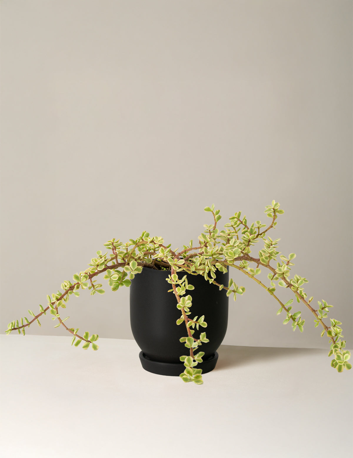 Variegated Elephant Bush Prosperity Plant