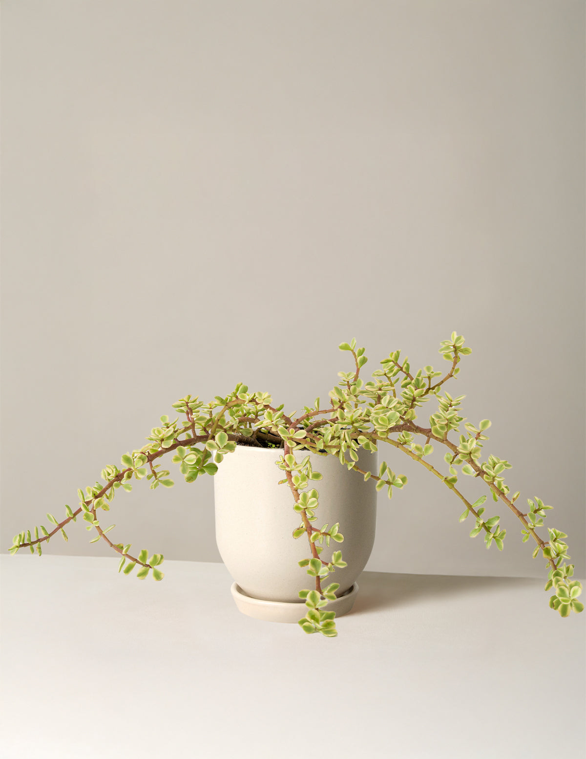 Variegated Elephant Bush Prosperity Plant