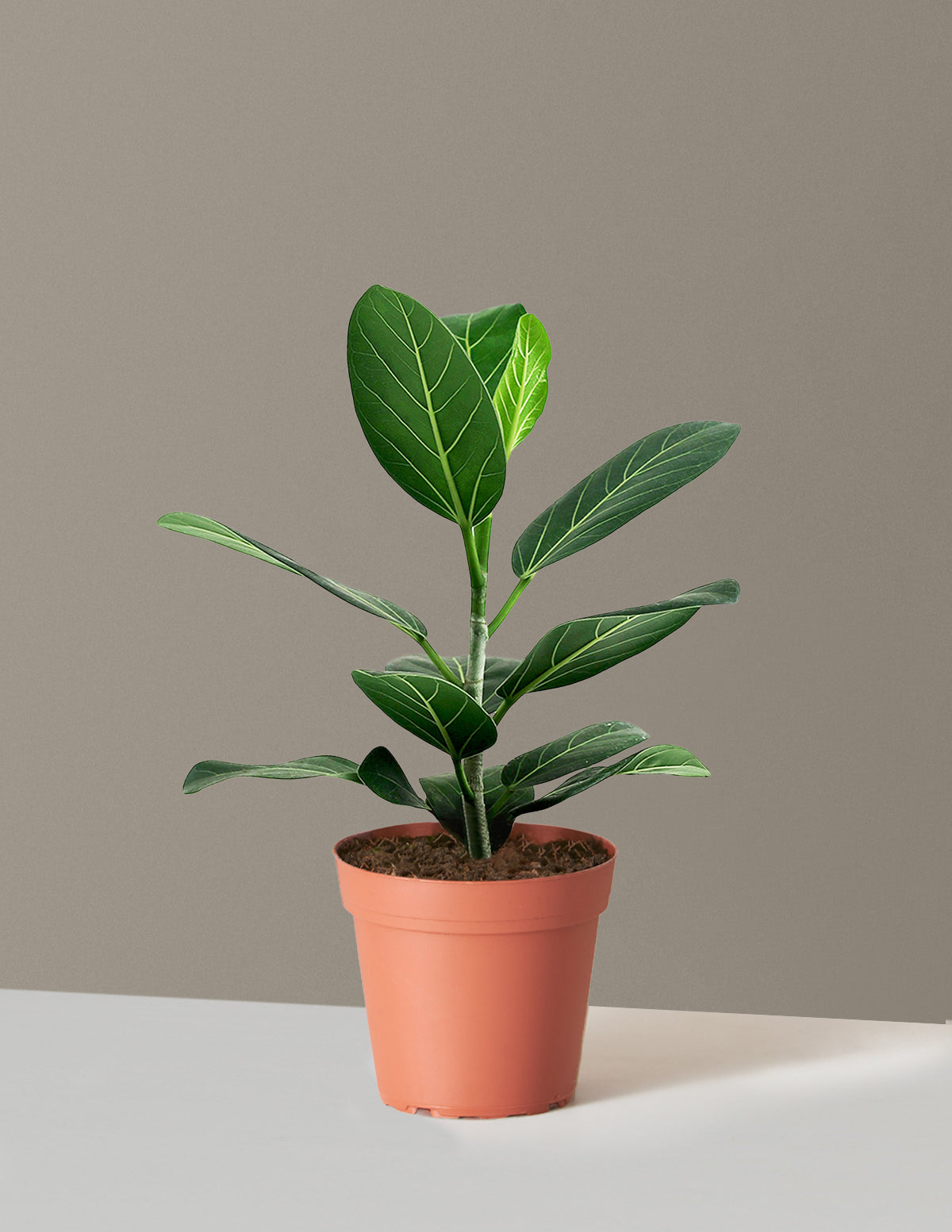 Ficus Audrey Bush